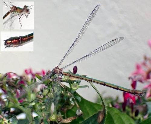 Chalcolestes viridis
